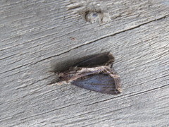 Ercheia