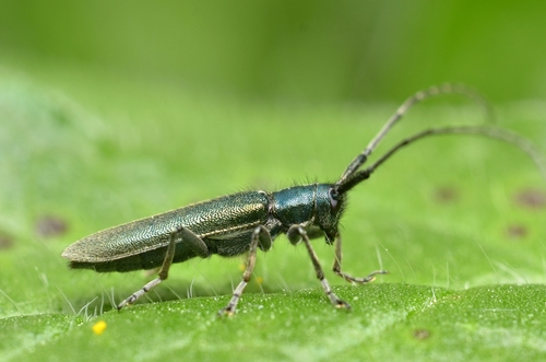 Buožaininis stagarinukas nuotrauka