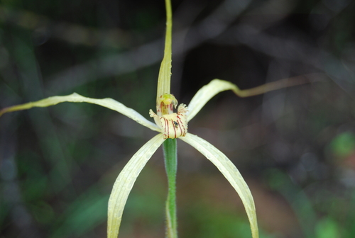 Caladenia elegans