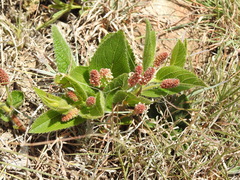 Acalypha peduncularis