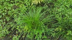 Carex baileyi