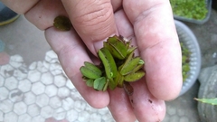 Salvinia biloba