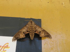 Marumba
