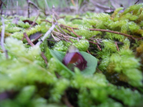 Image of Corybas despectans by (c) Rosalie Lawrence, some rights reserved (CC BY)