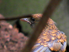 Cossypha natalensis natalensis