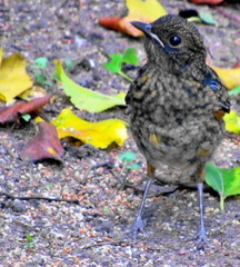 Cossypha natalensis natalensis