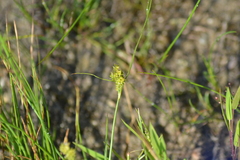Carex viridula