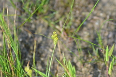 Carex viridula