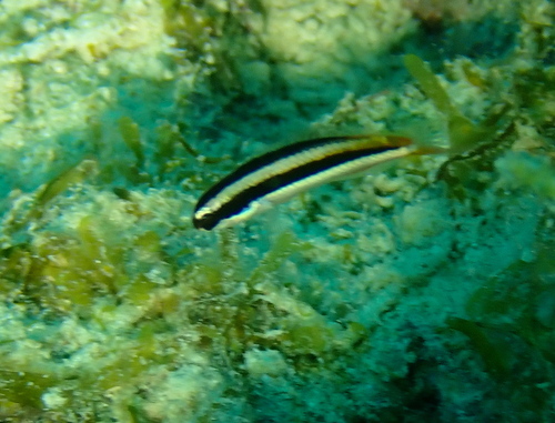 Blue-headed Wrasse