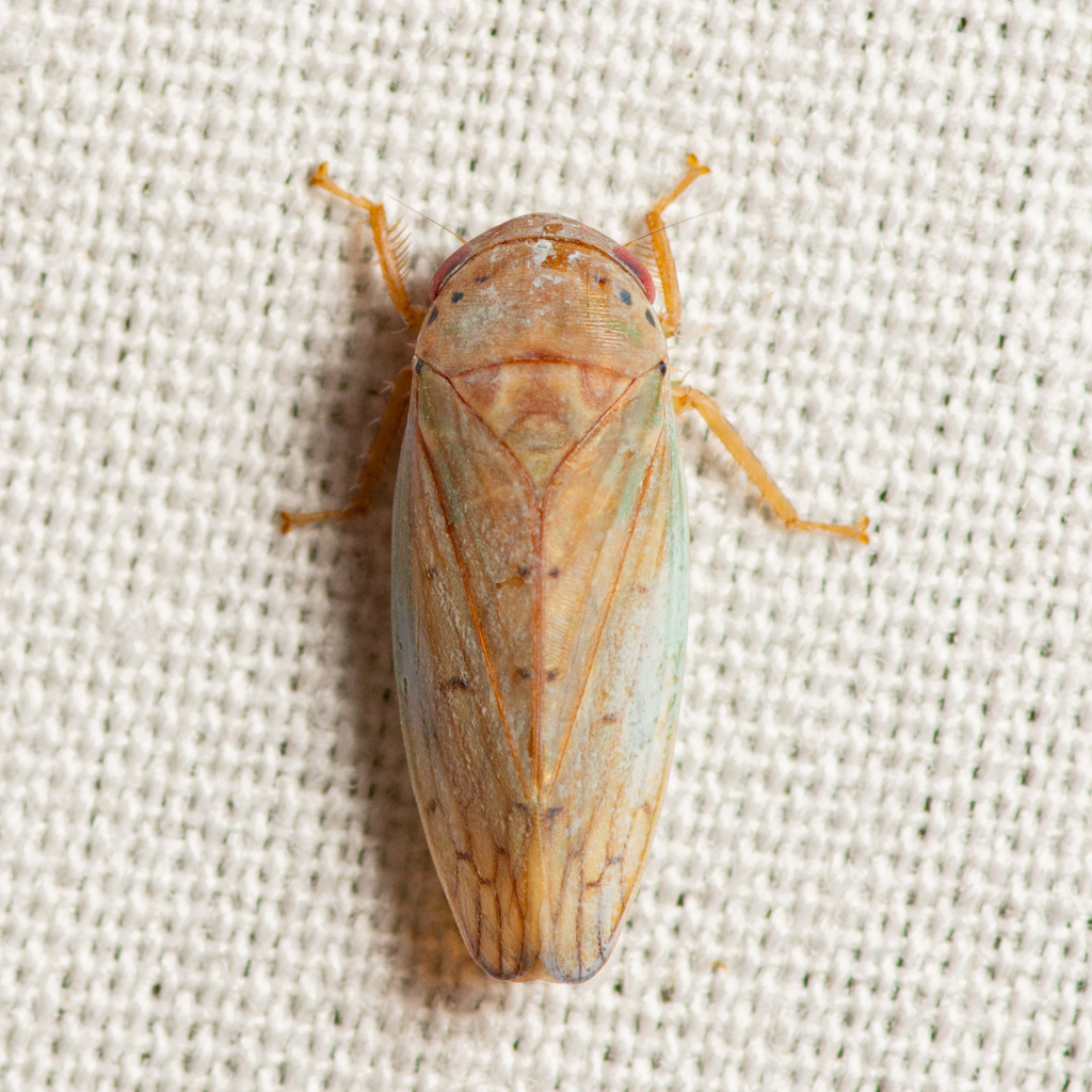 Polana quadrinotata