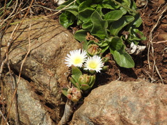 Delosperma carolinense