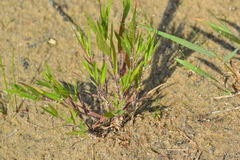 Dichanthelium boreale