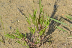 Dichanthelium boreale