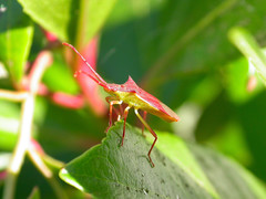 Gonocerus insidiator