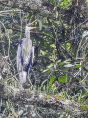 Ardea herodias