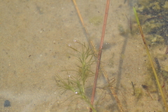 Najas flexilis
