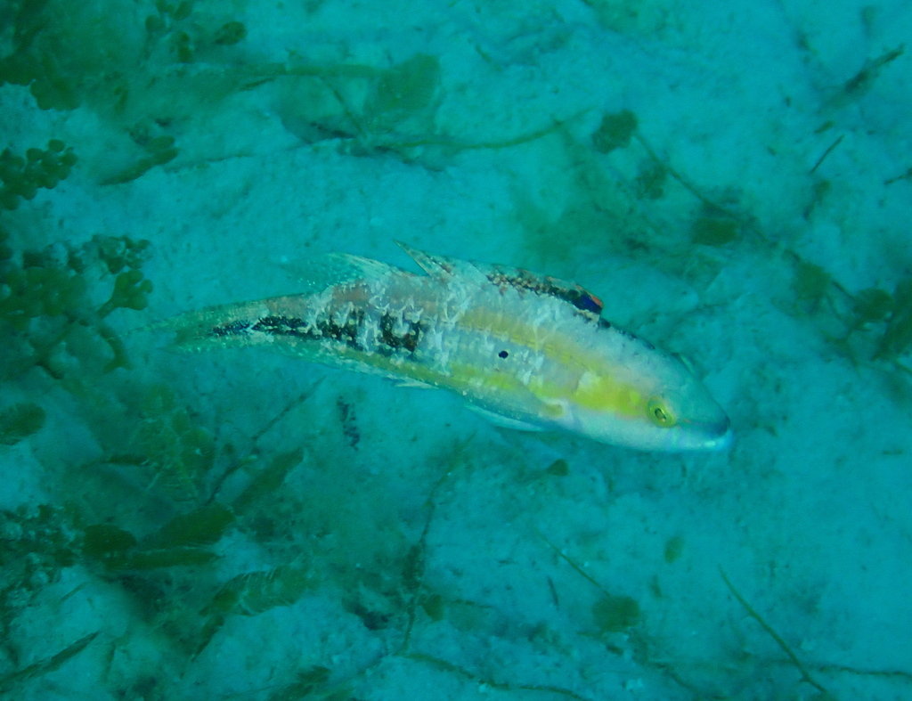 Twospot wrasse