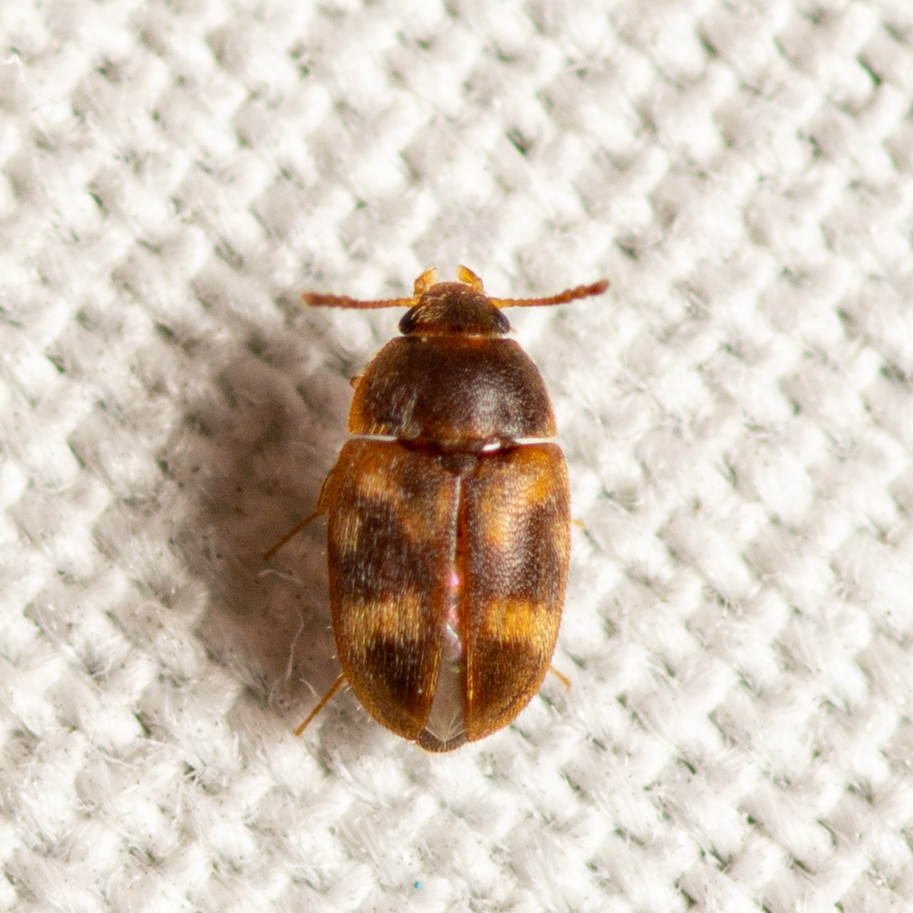 Stored Grain Fungus Beetle
