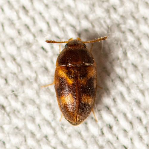 Stored Grain Fungus Beetle photo 2