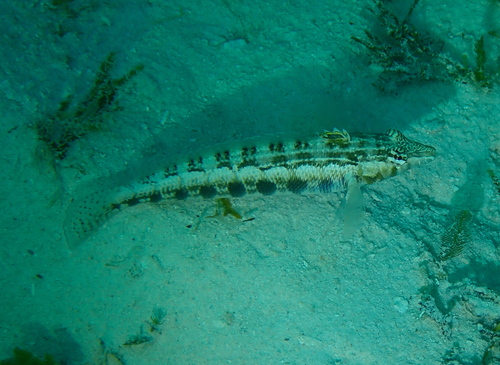 Southern Grubfish
