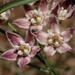 Funastrum heterophyllum - Photo (c) nathantay,  זכויות יוצרים חלקיות (CC BY-NC)