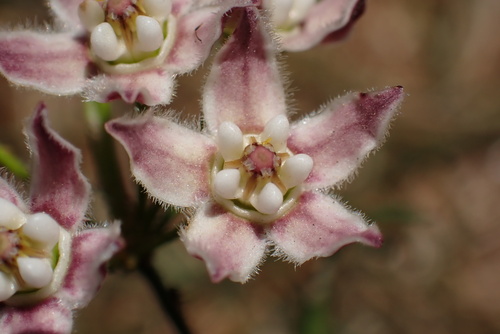 Hartweg's climbing milkweed