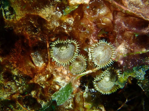 Sunray zoanthid