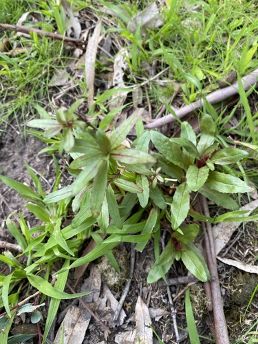 Epilobium billardiereanum