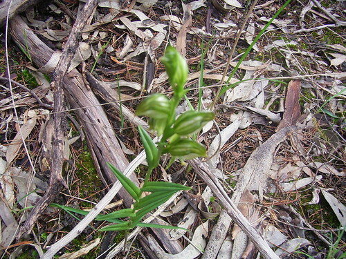 Image of Pterostylis viriosa by (c) Rosalie Lawrence, some rights reserved (CC BY)
