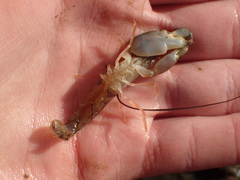 Alpheus californiensis