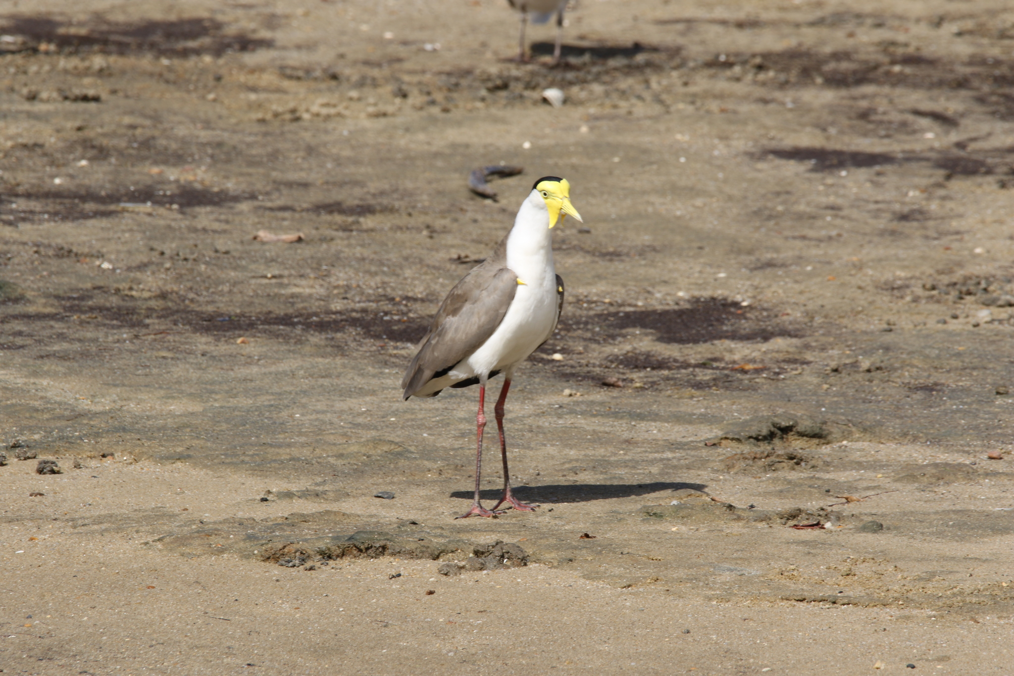 Masked Lapwing