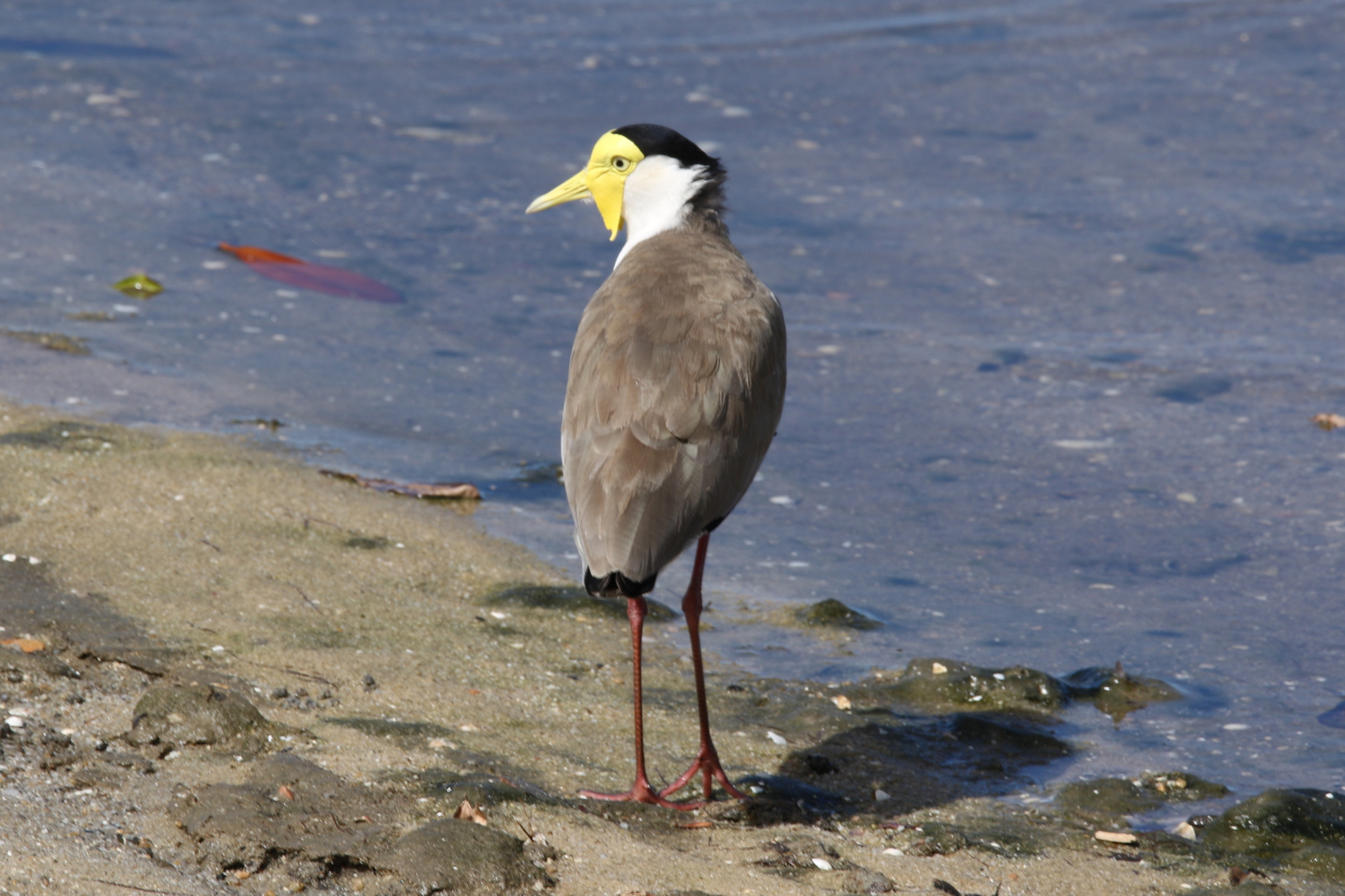 Masked Lapwing