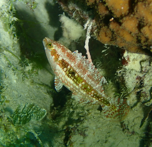 Twospot Wrasse