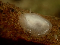 Conualevia alba