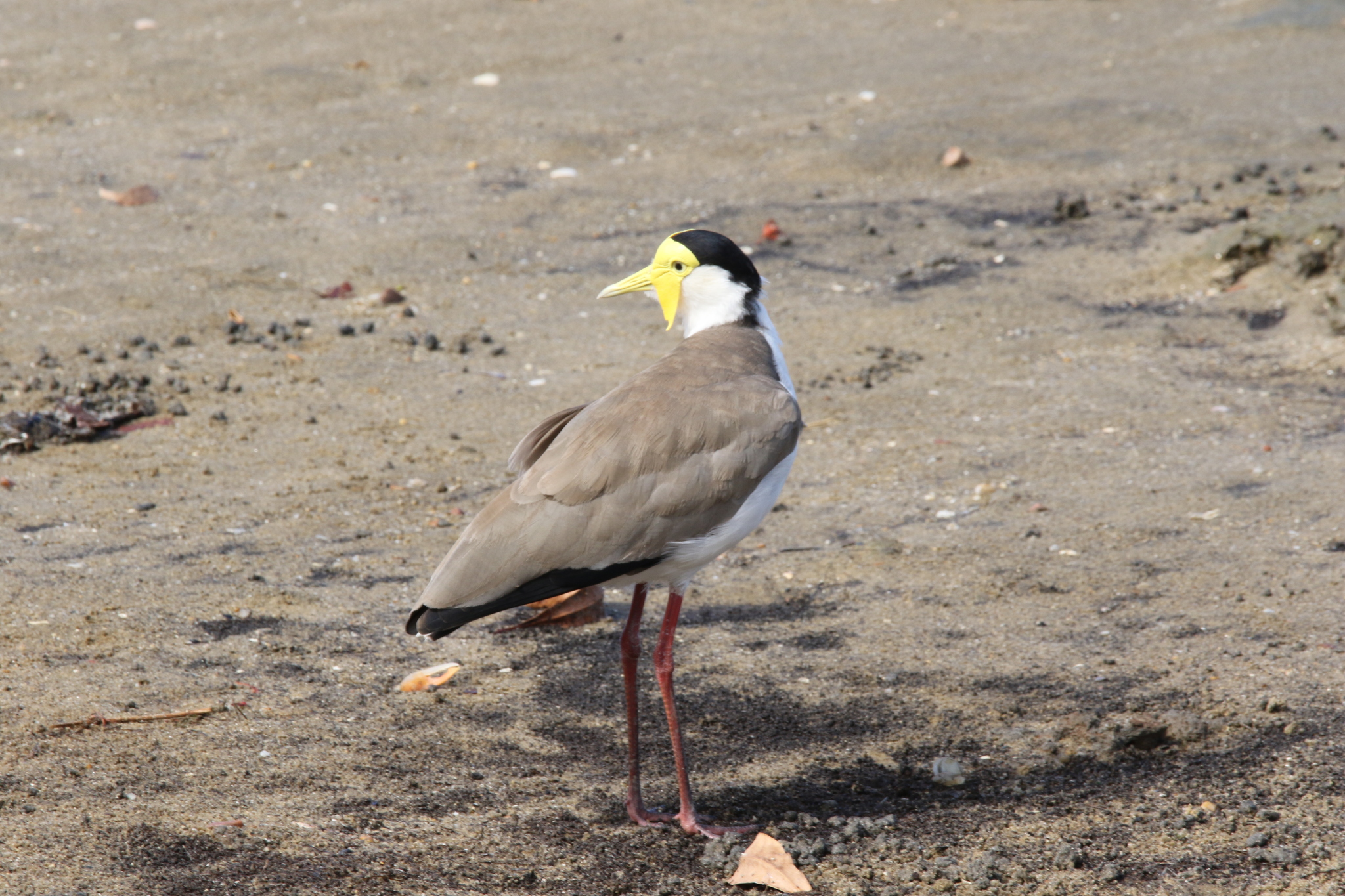 Masked Lapwing