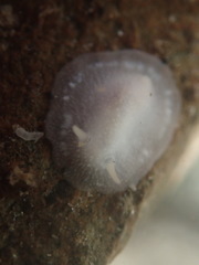 Conualevia alba