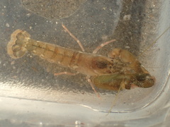 Alpheus californiensis