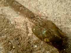 Alpheus californiensis