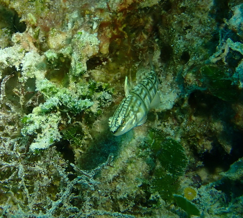 Whitebarred Goby