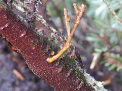 Arceuthobium tsugense