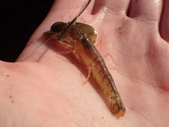 Alpheus californiensis