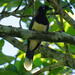 Black-chested Jay - Photo (c) Daniel S. Katz, some rights reserved (CC BY), uploaded by Daniel S. Katz