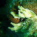 Siphonodictyon maldiviense - Photo (c) Debra Baker, algunos derechos reservados (CC BY-NC), subido por Debra Baker