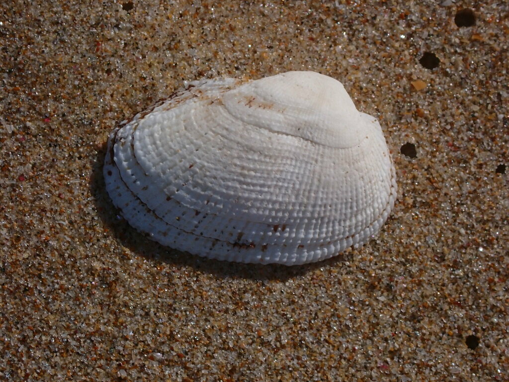 Barbatia parvivillosa