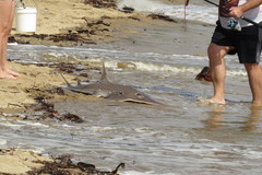 Rhynchobatus palpebratus