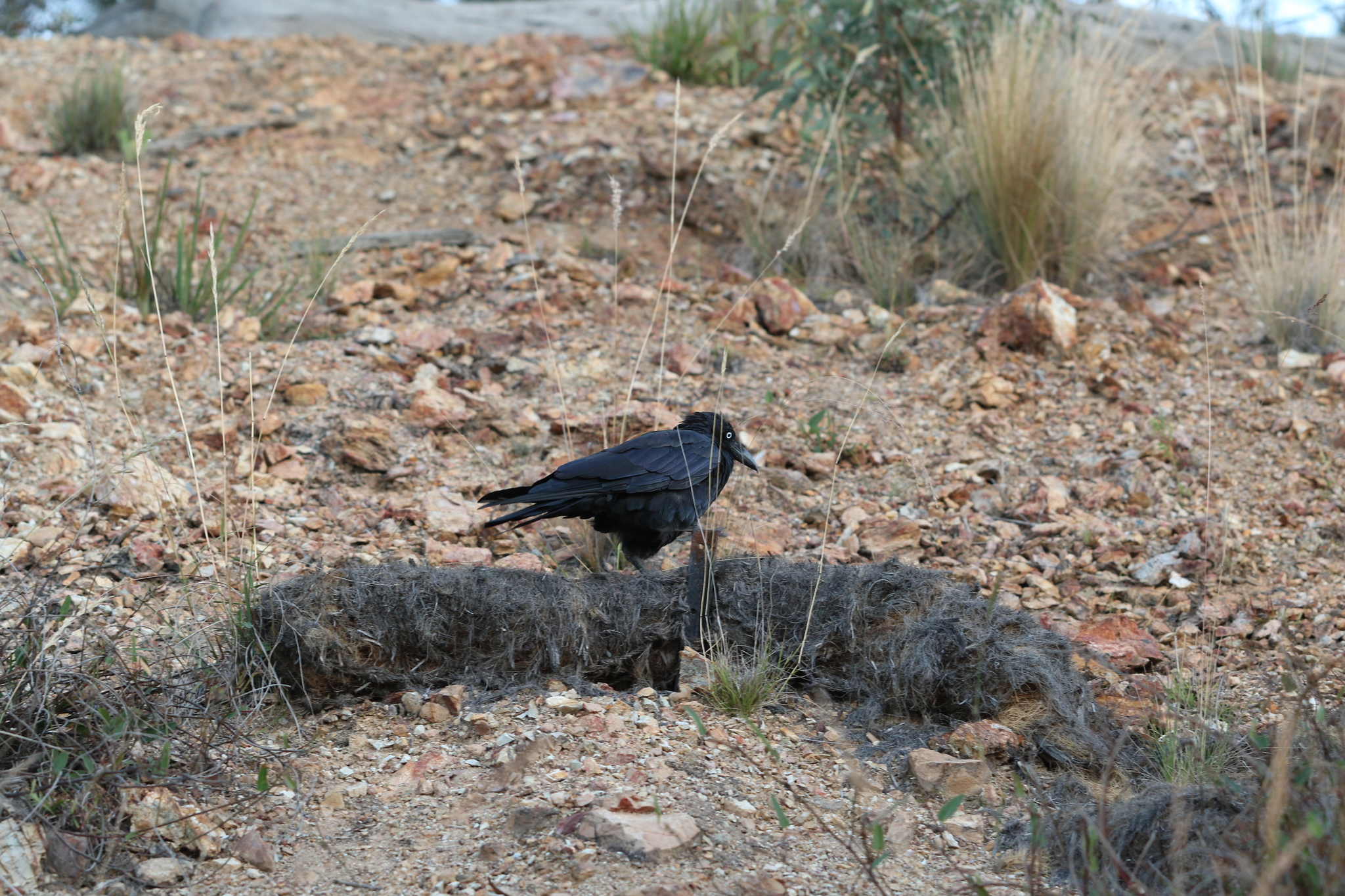 Australian Raven