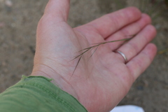 Aristida basiramea