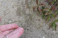 Aristida basiramea