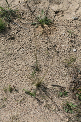 Aristida basiramea