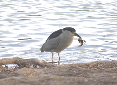 Nycticorax nycticorax